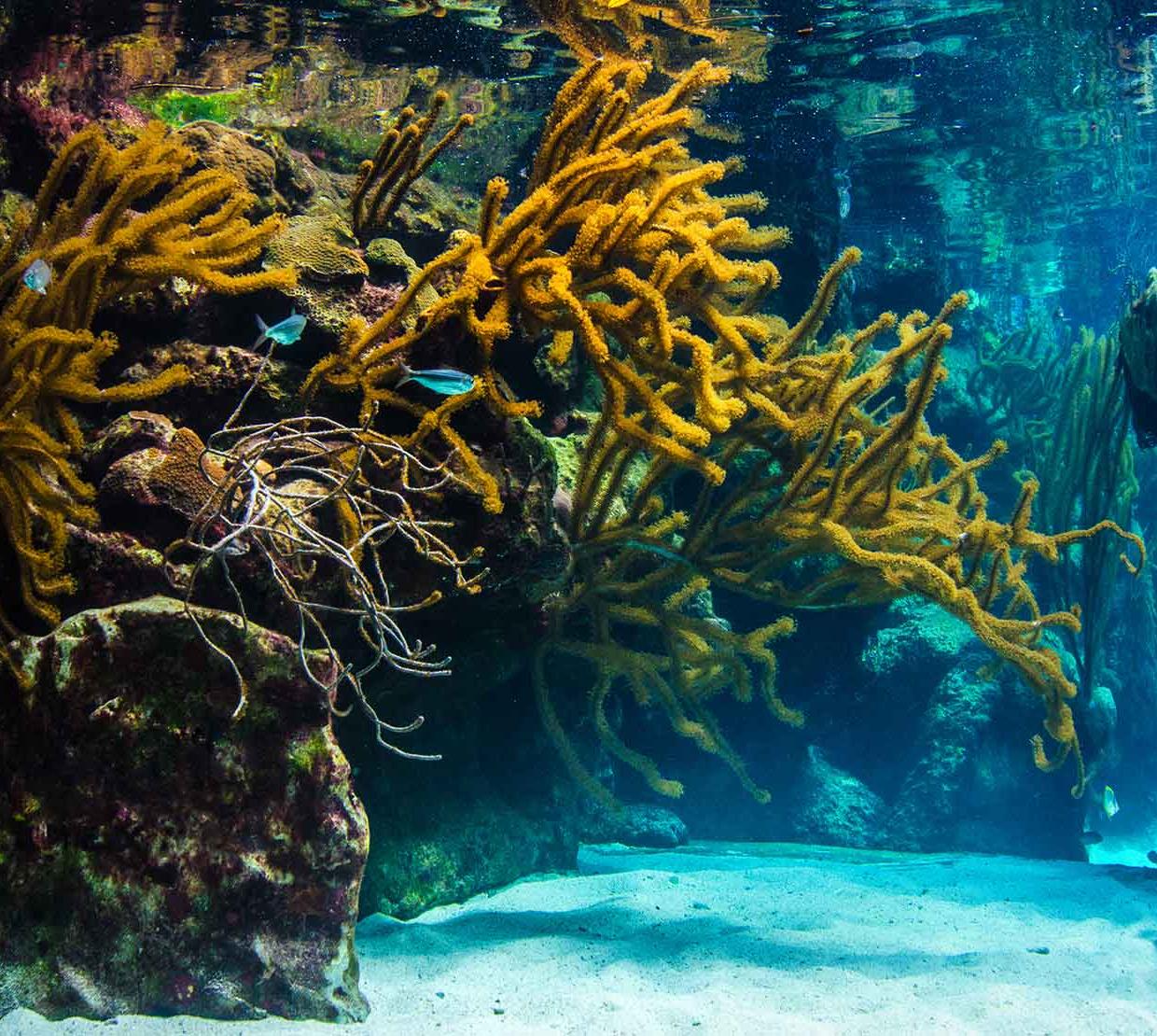 coral at bottom floor of shallow ocean