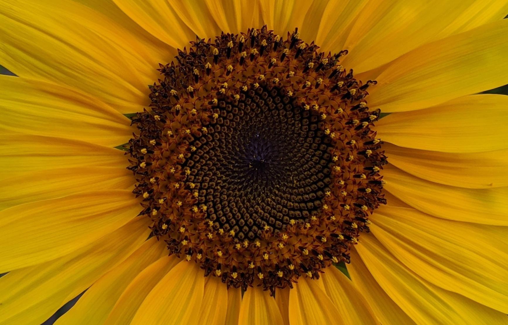 Closeup of a sunflower, showing the arrangement of seeds in the center